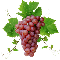 grape